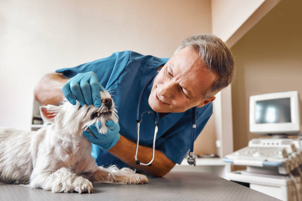 Best Same-Day Emergency Dental Services in Shark River Hills, NJ